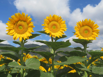 Sunrich Gold Helianthus Annuus Flower Seeds
