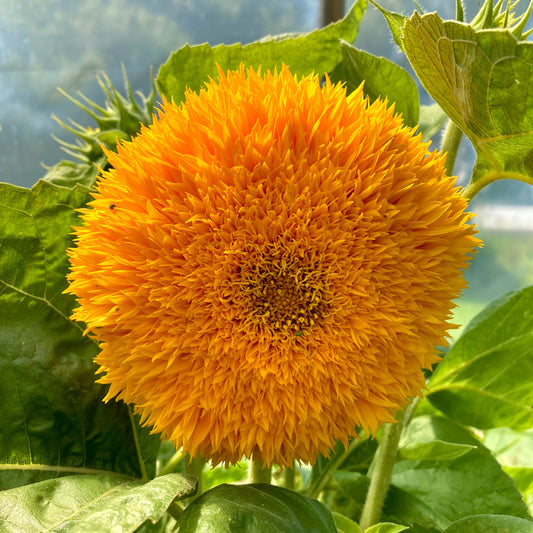 Teddy Bear Dwarf Sunflower Seeds