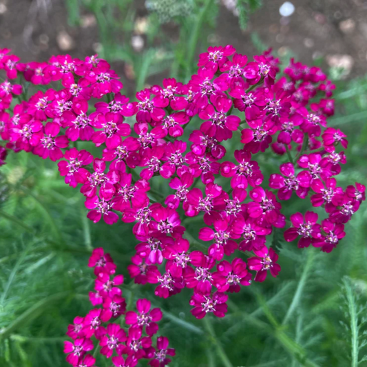 Achillea 'Cerise Queen' Seeds - Vibrant Pink Perennial with Large Flower Clusters