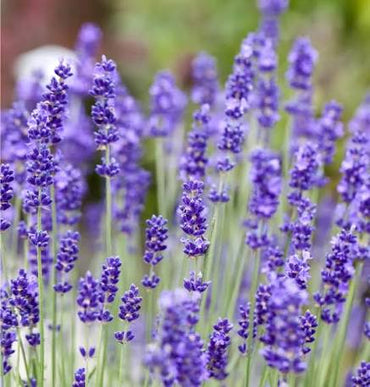 English Lavender (Lavandula angustifolia) Flower seeds for Planting - Premium Quality, Heirloom & GMO Free Seeds for Home Garden