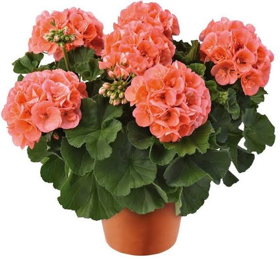 Pfirsich-Storchschnabel Pelargonium Blumensamen zum Pflanzen - Robuste Sorte, Erbstück- und GVO-freie Samen für den Hausgarten