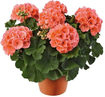 Pfirsich-Storchschnabel Pelargonium Blumensamen zum Pflanzen - Robuste Sorte, Erbstück- und GVO-freie Samen für den Hausgarten