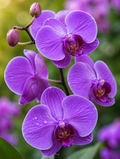 Purple Butterfly Orchids Flower seeds for Planting Sun Loving Heirloom & GMO Free Seeds for Home Garden 
 
 Sale