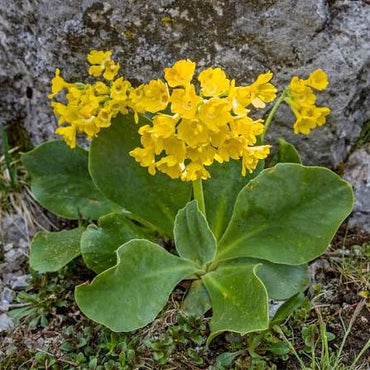 Yellow Primula Auricula Flower seeds for Planting - Pollinator Friendly, Heirloom & GMO Free Seeds for Home Garden