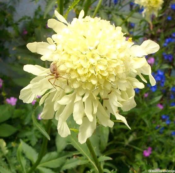 植え付け用キンポウゲ科の黄色い花の種子 - 育てやすい、伝統種で遺伝子組み換えなしの家庭菜園用種子