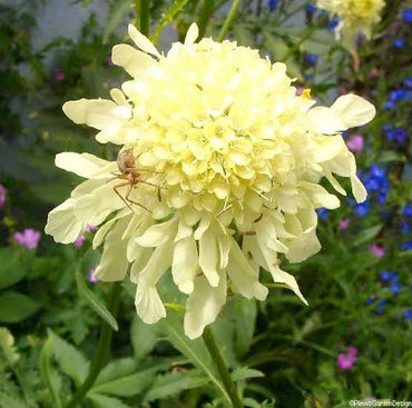 Yellow Scabious Flower seeds for Planting - Easy to Grow, Heirloom & GMO Free Seeds for Home Garden
