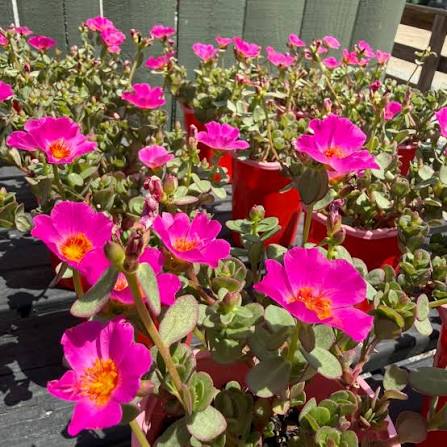 Pink Dorotheanthus Flower seeds for Planting - Colorful Display, Heirloom & GMO Free Seeds for Home Garden