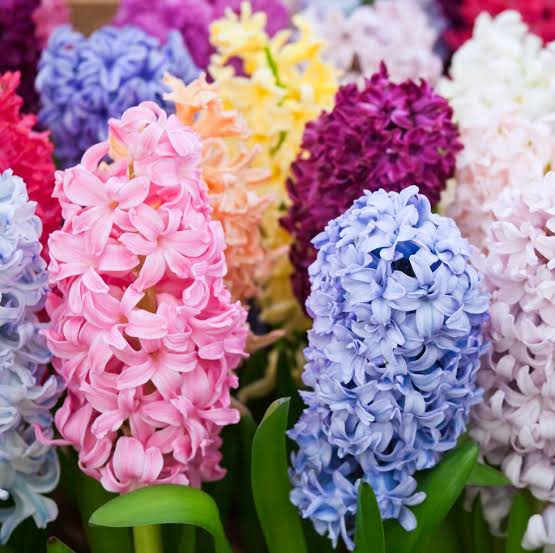 ヒヤシンスの花の種まき用 - 切り花に最適、伝統種で遺伝子組み換えなしの家庭菜園用種子