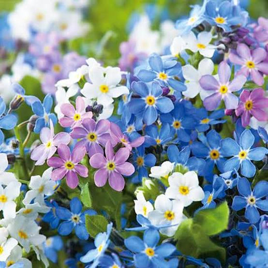 Mixed Myosotis Flower seeds for Planting - Sun Loving, Heirloom & GMO Free Seeds for Home Garden