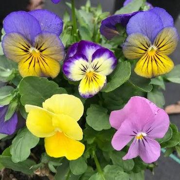 Mixed Viola Sorbet Flower seeds for Planting - Perfect for Borders, Heirloom & GMO Free Seeds for Home Garden