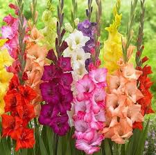 Gladiolus Flower seeds for Planting - Easy to Grow, Heirloom & GMO Free Seeds for Home Garden