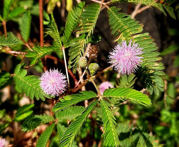 Mixed Schrankia Uncinata Flower seeds for Planting - Cottage Garden Essential, Heirloom & GMO Free Seeds for Home Garden