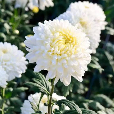 Weiße Chrysantheme Carinatum Blumensamen zum Pflanzen – Duftende Blüten, Erbstücksamen & gentechnikfreie Samen für den Hausgarten
