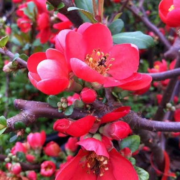 Chaenomeles Flower seeds for Planting - Cottage Garden Essential, Heirloom & GMO Free Seeds for Home Garden