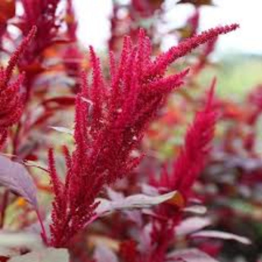 Amaranthus Red Garnet Seeds - Vibrant Red Leafy Green for Culinary & Ornamental Use