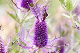 Purple Eryngium Flower seeds for Planting - Garden Favorite, Heirloom & GMO Free Seeds for Home Garden
 
 Sale seeds for planting in home garden