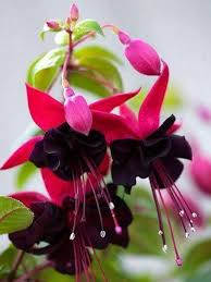 Black & Pink Fuchsia Flower seeds for Planting - Wildflower Mix, Heirloom & GMO Free Seeds for Home Garden
 
 Sale seeds for planting in home garden