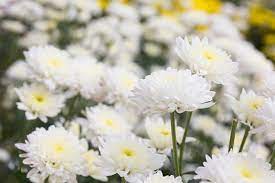 White Chrysanthemum or Quercifolia Flower seeds for Planting - Low Maintenance, Heirloom & GMO Free Seeds for Home Garden
 
 Sale seeds for planting in home garden