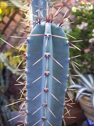 Blue Hankeanus Flower seeds for Planting - Wildflower Mix, Heirloom & GMO Free Seeds for Home Garden
 
 Sale seeds for planting in home garden