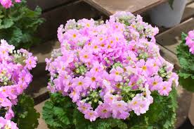 Primula Flower seeds for Planting - Long Bloom Season, Heirloom & GMO Free Seeds for Home Garden
 
 Sale for planting in home garden.