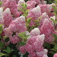 Purple Vanilla Fraise Flower seeds for Planting - Fragrant Blossoms, Heirloom & GMO Free Seeds for Home Garden
 
 Sale for planting in home garden.