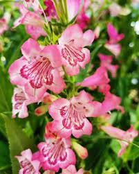 Pink Penstemon Strictus Flower seeds for Planting - Premium Quality, Heirloom & GMO Free Seeds for Home Garden
 
 Sale for planting in home garden