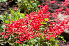 Red Coral Bells Flower seeds for Planting - Pollinator Friendly, Heirloom & GMO Free Seeds for Home Garden
 
 Sale for planting in home garden.