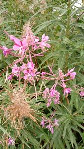 Willowherb Flower seeds for Planting - Fragrant Blossoms, Heirloom & GMO Free Seeds for Home Garden
 
 Sale seeds for planting in home garden