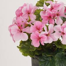 Light Pink Begonia Flower seeds for Planting - Easy to Grow, Heirloom & GMO Free Seeds for Home Garden