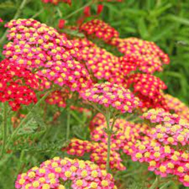 Achillea 'Paprika' Seeds - Bold Red-Orange Perennial with Vibrant Flower Clusters