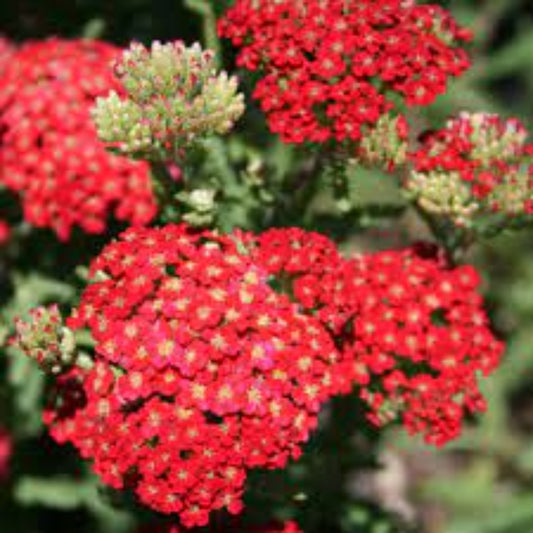 Achillea 'Paprika' Seeds - Bold Red-Orange Perennial with Vibrant Flower Clusters