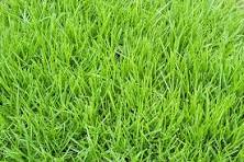Kentucky Bluegrass (Poa pratensis) Seeds for Planting – Heirloom, Non-GMO, Easy to Grow, Lawn Grass