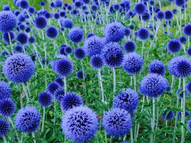 Blaue Ritro-Blumensamen zum Pflanzen – Saisonale Blüher, Erbstücksamen & Gentechnikfreie Samen für den Hausgarten