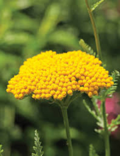 Achillea 'Coronation Gold' Seeds - Bright Yellow Perennial with Hardy, Long-Lasting Blooms