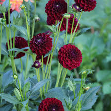 Schwarze Pompon-Dahlien-Blumensamen zum Pflanzen – Schattenverträgliche, traditionelle und gentechnikfreie Samen für den Hausgarten