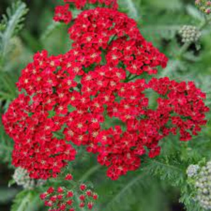 Achillea 'Colorado Red' Seeds - Rich Red Perennial with Bold Flower Clusters