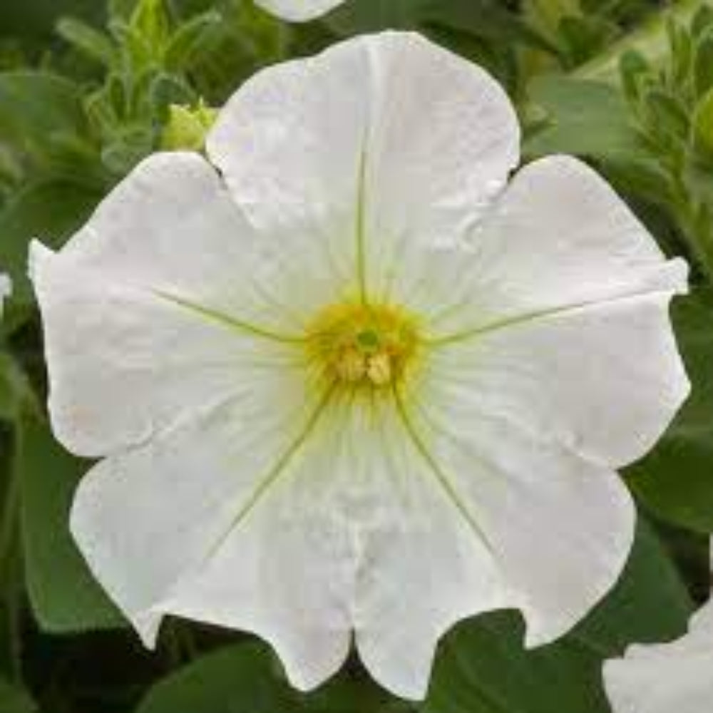 White Petunia Flower Seeds