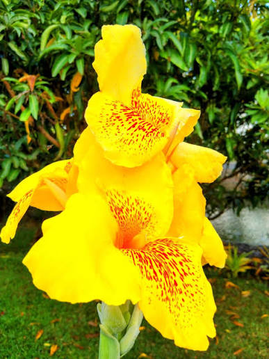 Yellow Achira Flower seeds for Planting - Wildflower Mix, Heirloom & GMO Free Seeds for Home Garden
