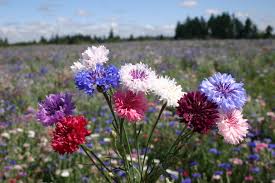 Bachelor Buttons Seeds – Tall Mixed Colors Variety