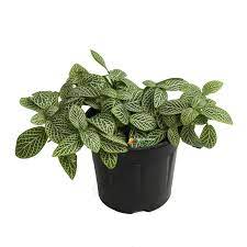Fittonia Albivenis, White Nerve Flower seeds for Planting - Garden Favorite, Heirloom & GMO Free Seeds for Home Garden
 
 Sale for planting in home garden.