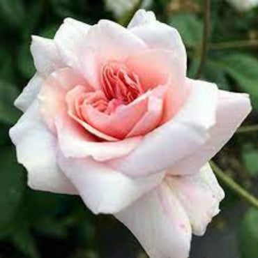 Cecile Brunner Climbing Rose - Charming Pink Climbing Rose Bush for Your Garden