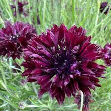 Bachelor Buttons Seeds – Black Ball Dark Maroon Cornflower