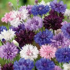 Bachelor Buttons Seeds – Pastel Mix Cornflower Blend