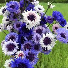 Bachelor Buttons Seeds – Classic Blue Cornflower