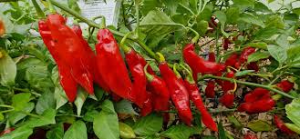 Trinidad Pimento Pepper Vegetable Seeds for Planting – Heirloom, Non-GMO, Hot, Tropical Variety