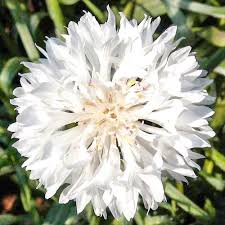 Bachelor Buttons Seeds – White Snowball Cornflower