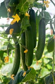 Organic Burpless Cucumber Seeds for Planting – Non-GMO, Smooth, Digestible, Easy to Grow