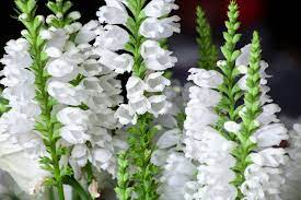 White Obedient Flower Plant Seeds