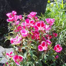 Pink Clarkia Amoena Flower seeds for Planting - Fragrant Blossoms, Heirloom & GMO Free Seeds for Home Garden