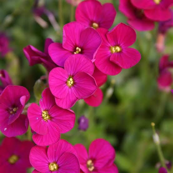 Pink Aubrieta Flower seeds for Planting - Low Maintenance, Heirloom & GMO Free Seeds for Home Garden
